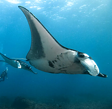 Manta Point Nusa Penida – snorkeling yacht trip Bali